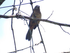 Sporophila angolensis