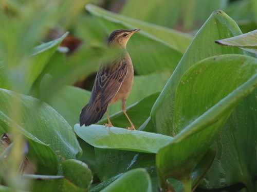 Pallas's Grasshopper Warbler (Helopsaltes certhiola), photo 8