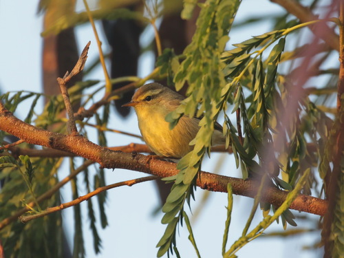 Tickell's Leaf Warbler (Phylloscopus affinis)