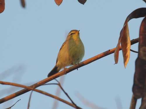 Tickell's Leaf Warbler (Phylloscopus affinis), photo 2