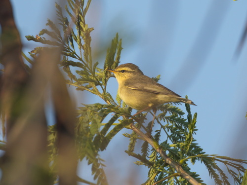 Tickell's Leaf Warbler (Phylloscopus affinis), photo 5
