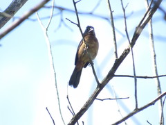 Sporophila angolensis