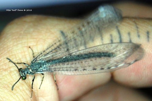 Myrmeleon exitialis Walker, 1853