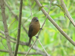 Sporophila angolensis