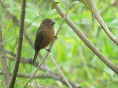 Sporophila angolensis