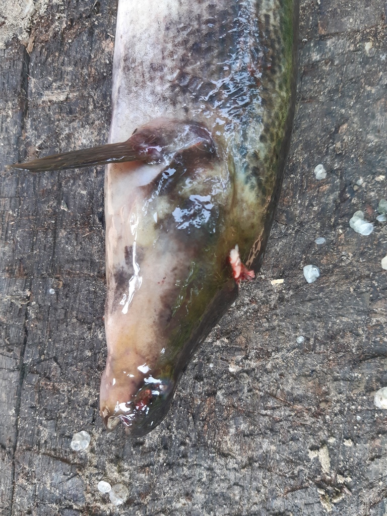 Dark elephantfish (Mormyrops nigricans) — Mormyridae