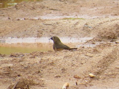 Sporophila angolensis