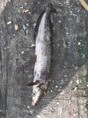 Zwarte olifantssnuitvis (Mormyrops nigricans) — Mormyridae — 4