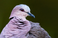 Red-Eyed Dove photo 2