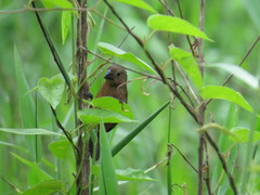 Sporophila angolensis