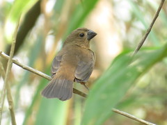 Sporophila angolensis