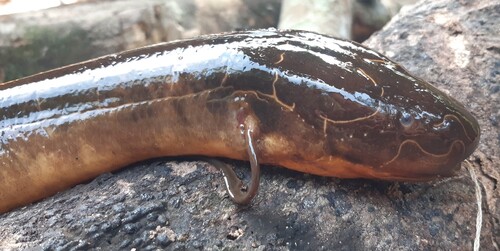 Slender lungfish (Protopterus dolloi) — Protopteridae — 5