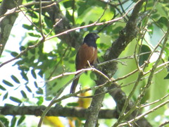 Sporophila angolensis