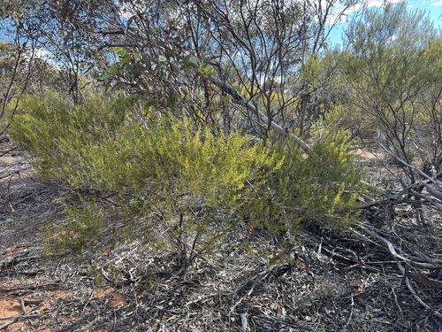 Acacia wilhelmiana observed 2025-08-04