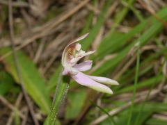 Caladenia variegata