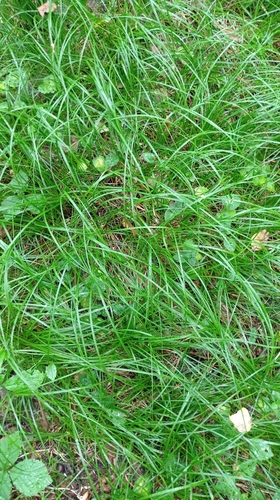 Наблюдение на iNaturalist