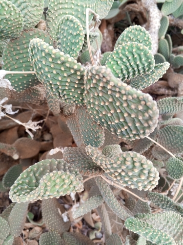 Bunny Ears Cactus