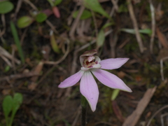 Caladenia variegata