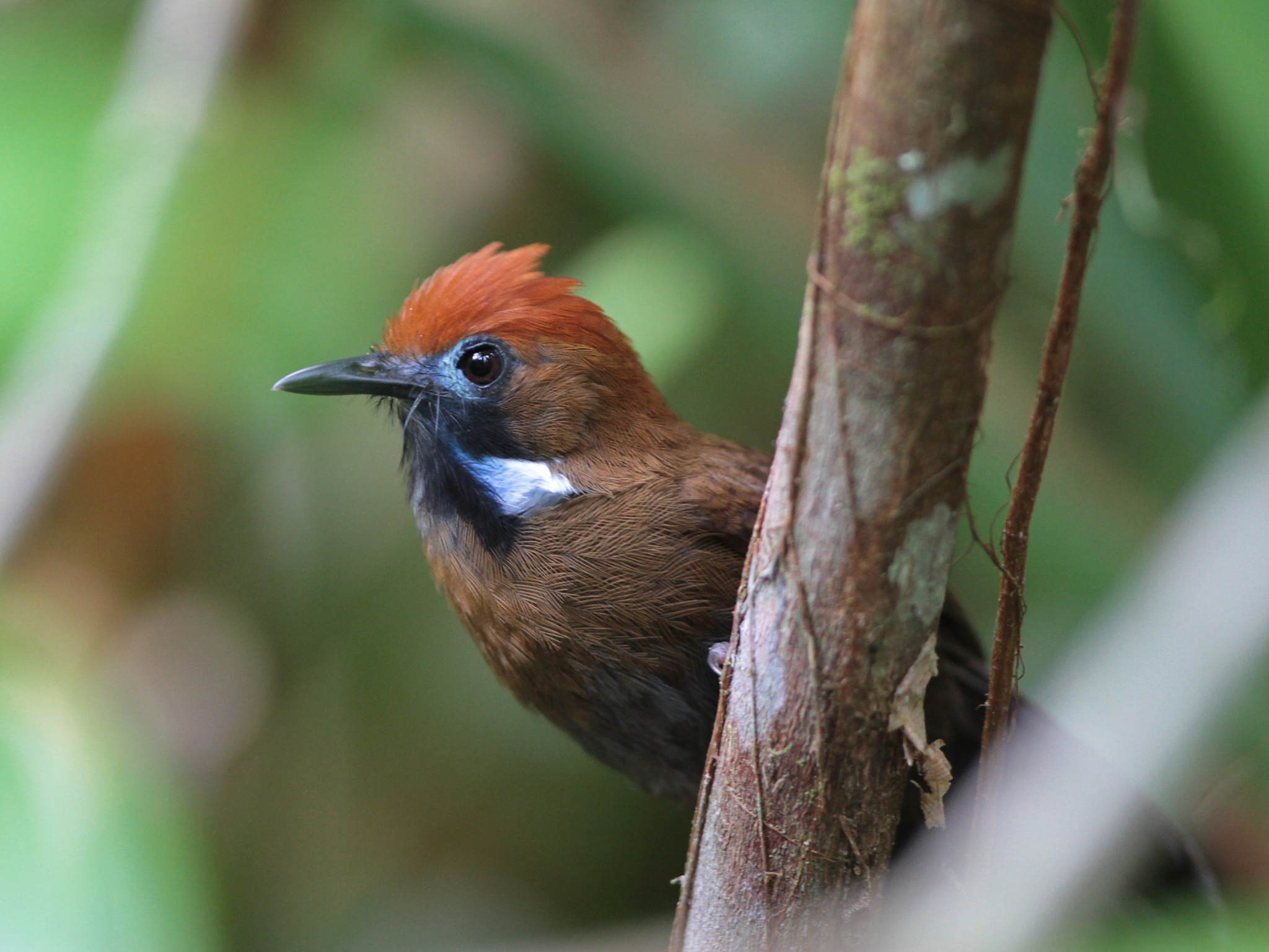 Fluffy-backed Tit-Babbler (Macronus ptilosus)