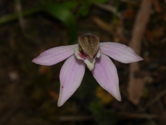 Caladenia variegata