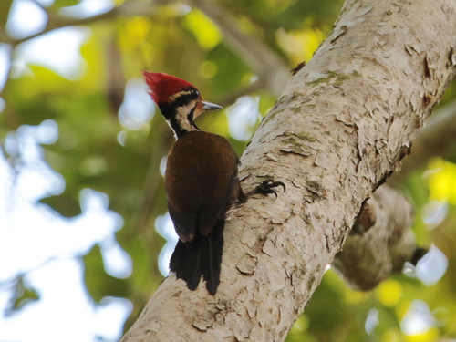 Olive-backed Woodpecker (Gecinulus rafflesii), photo 8
