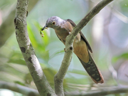 Sunda Brush Cuckoo (Cacomantis sepulcralis), photo 4