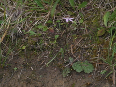 Caladenia variegata