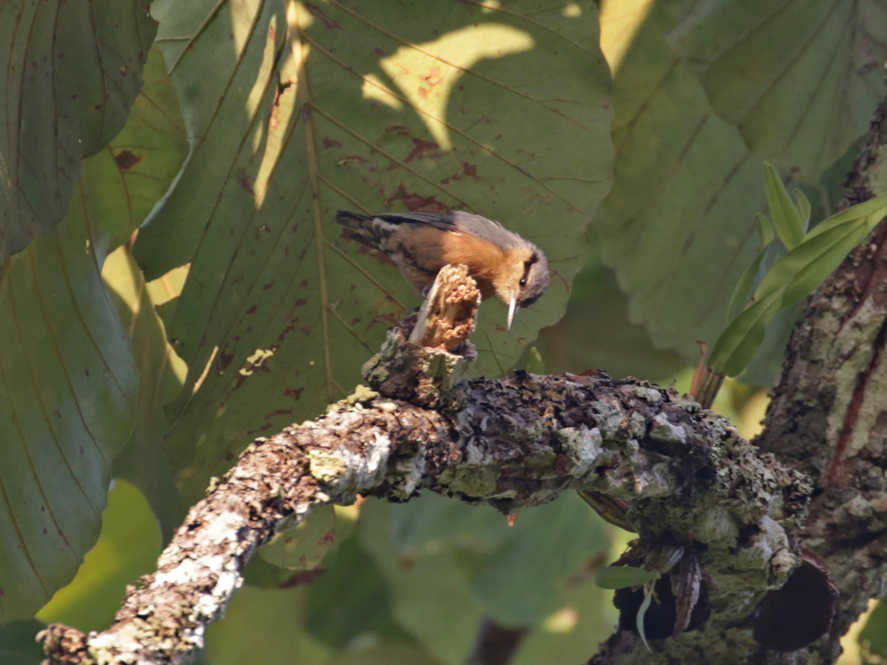 Burmese Nuthatch (Sitta neglecta), photo 2
