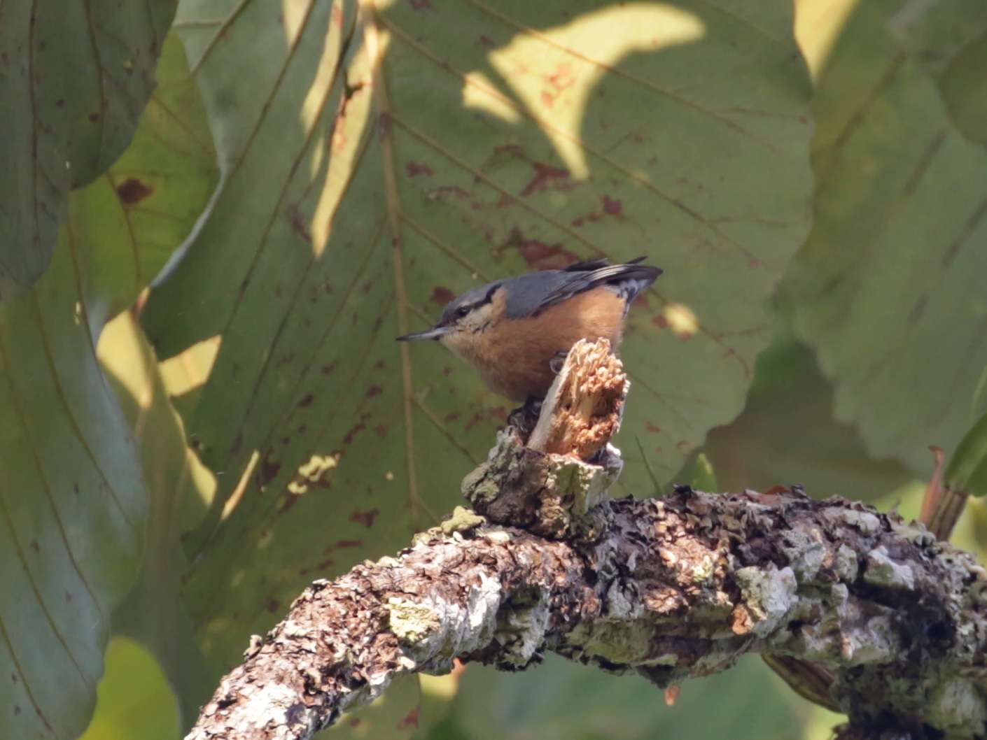 Burmese Nuthatch (Sitta neglecta), photo 3