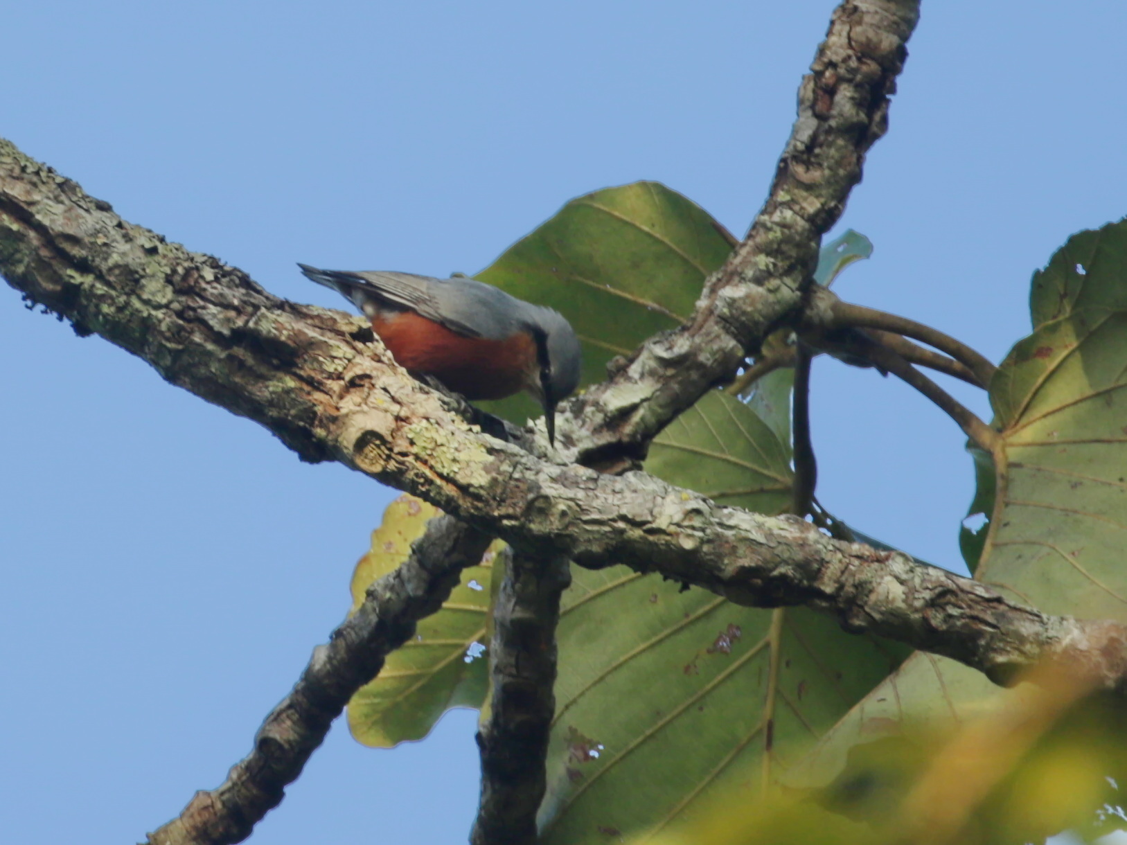 Burmese Nuthatch (Sitta neglecta), photo 1