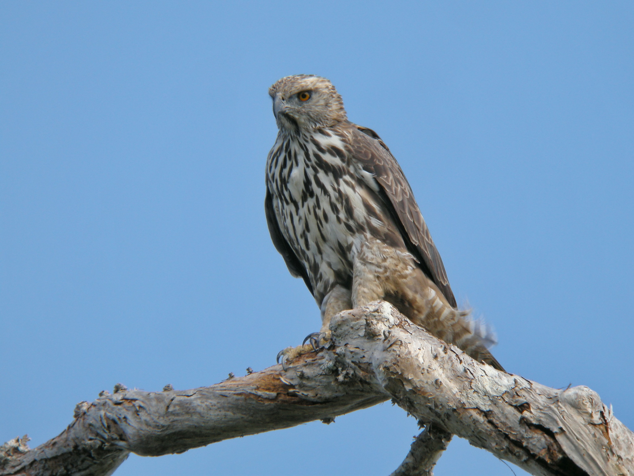 Changeable Hawk-Eagle
