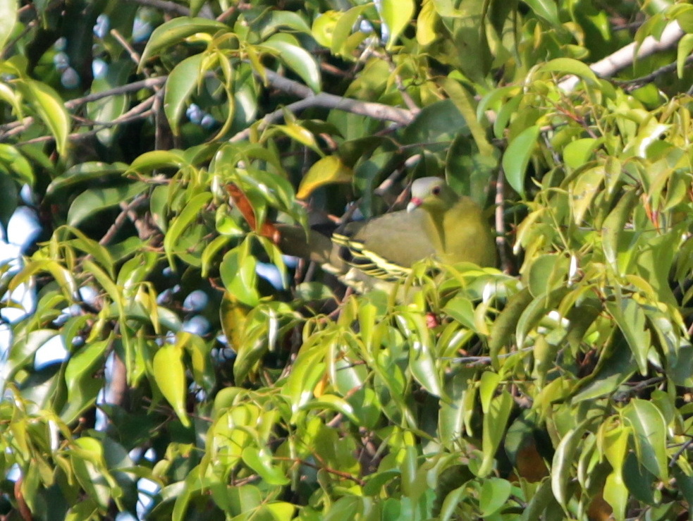 Cinnamon-headed Green-Pigeon (Treron fulvicollis)