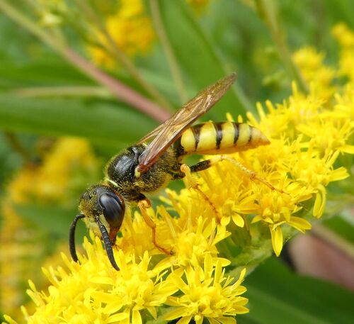European beewolf, Arrien, Nederland, photo 4 of 10