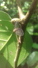 Nogodinidae