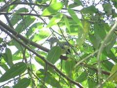 Oxyruncus cristatus