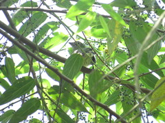 Oxyruncus cristatus
