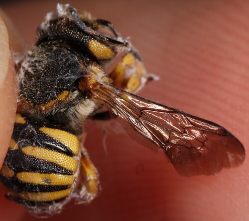 Photo of Grohmann's Yellow-Resin bee (Icteranthidium grohmanni)