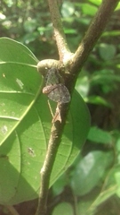 Nogodinidae
