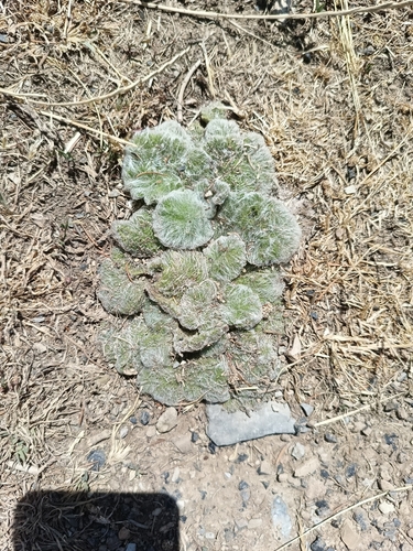 Silver Sage (Salvia argentea)