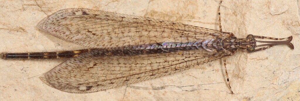 Neuroleon microstenus
