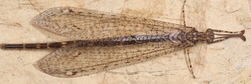 Neuroleon microstenus