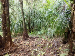 Freycinetia banksii
