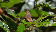 Arhopala madytus