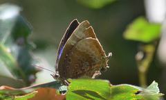 Arhopala madytus
