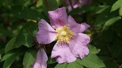 Rosa amblyotis