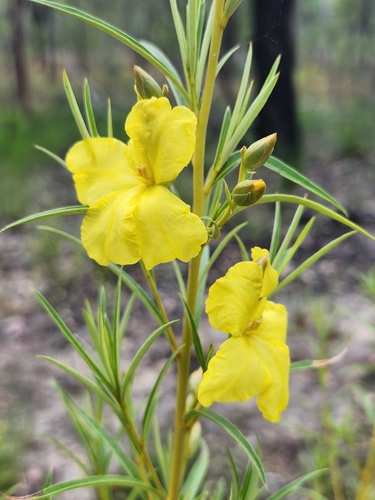 Hibbertia candicans observed 2025-07-28