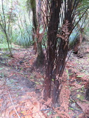 Dicksonia squarrosa