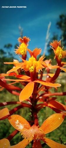 Epidendrum calimaense J.S.Moreno & Hágsater 3