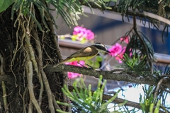 Pitangus sulphuratus