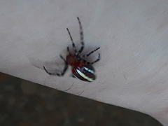 Alpaida grayi